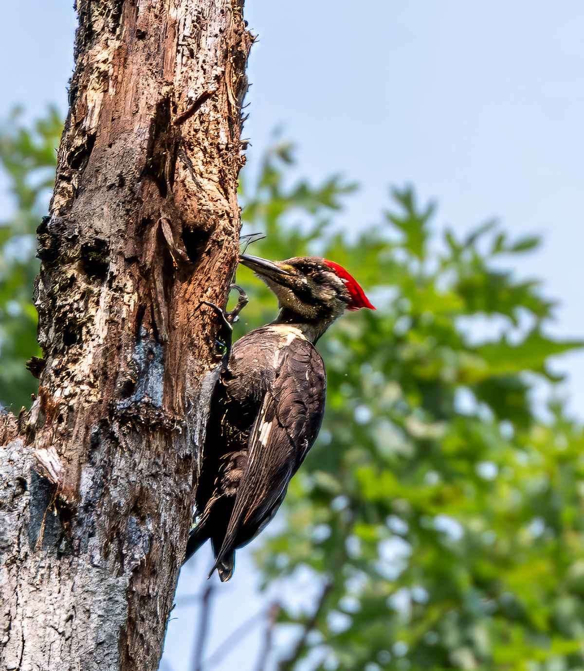 Pileated Woodpecker